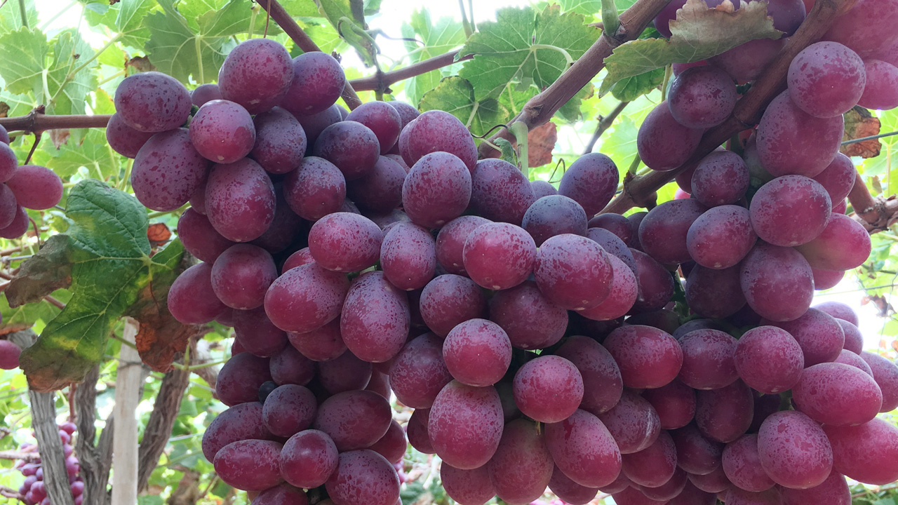 Chen's Sun Peruvian Red Grape - branches green, round fruit, plump particles, crisp and sweet!