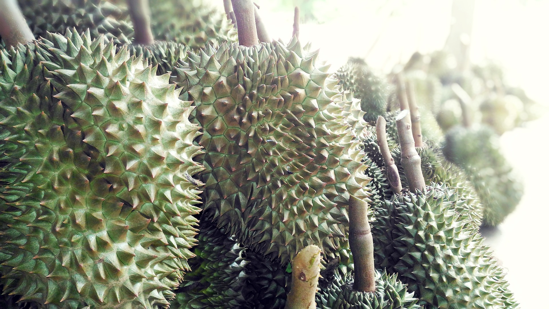 Vietnam's durian exports hit a record high of 15 billion yuan, with strong demand in the Chinese market